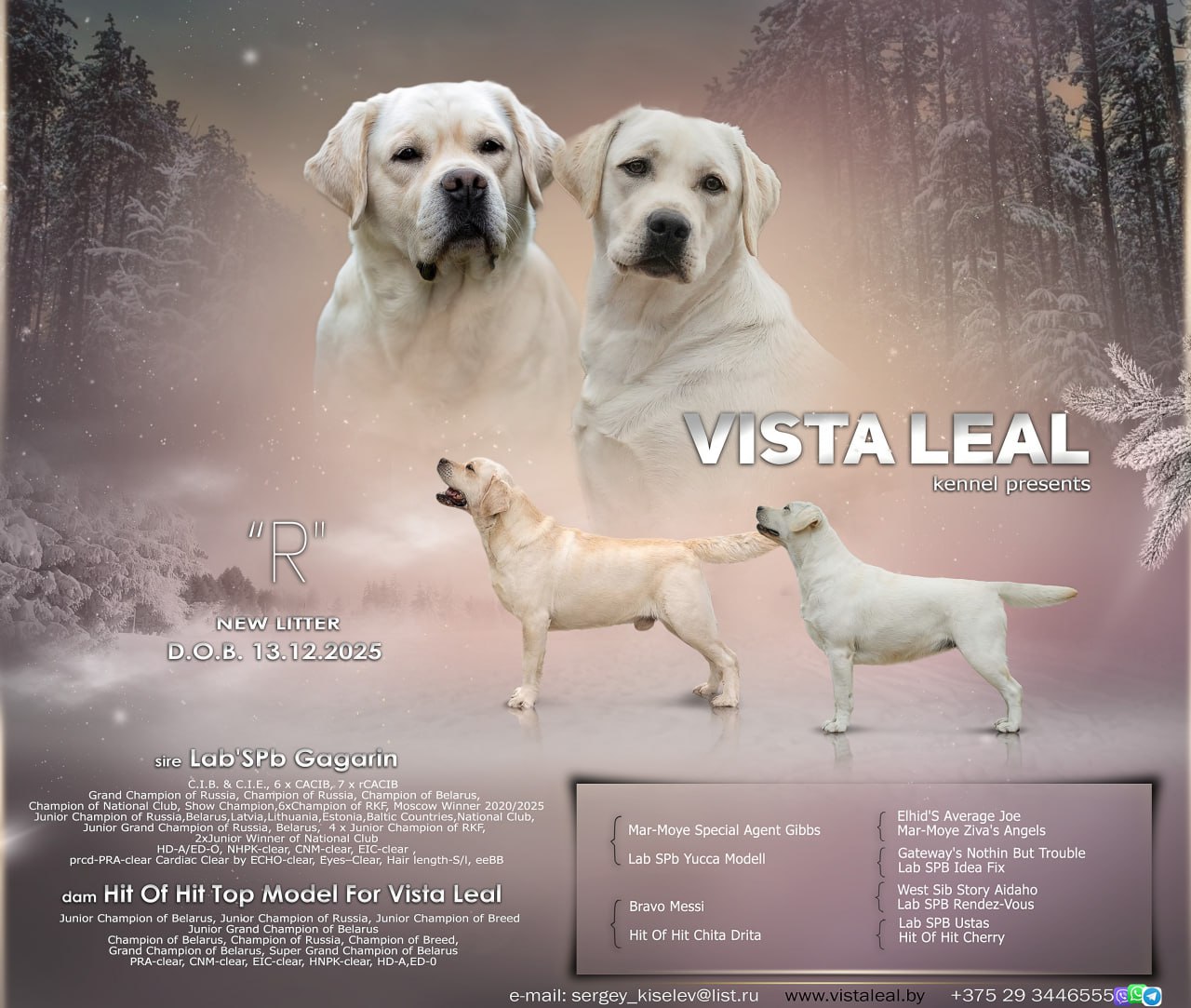 новый помет щенков лабрадора